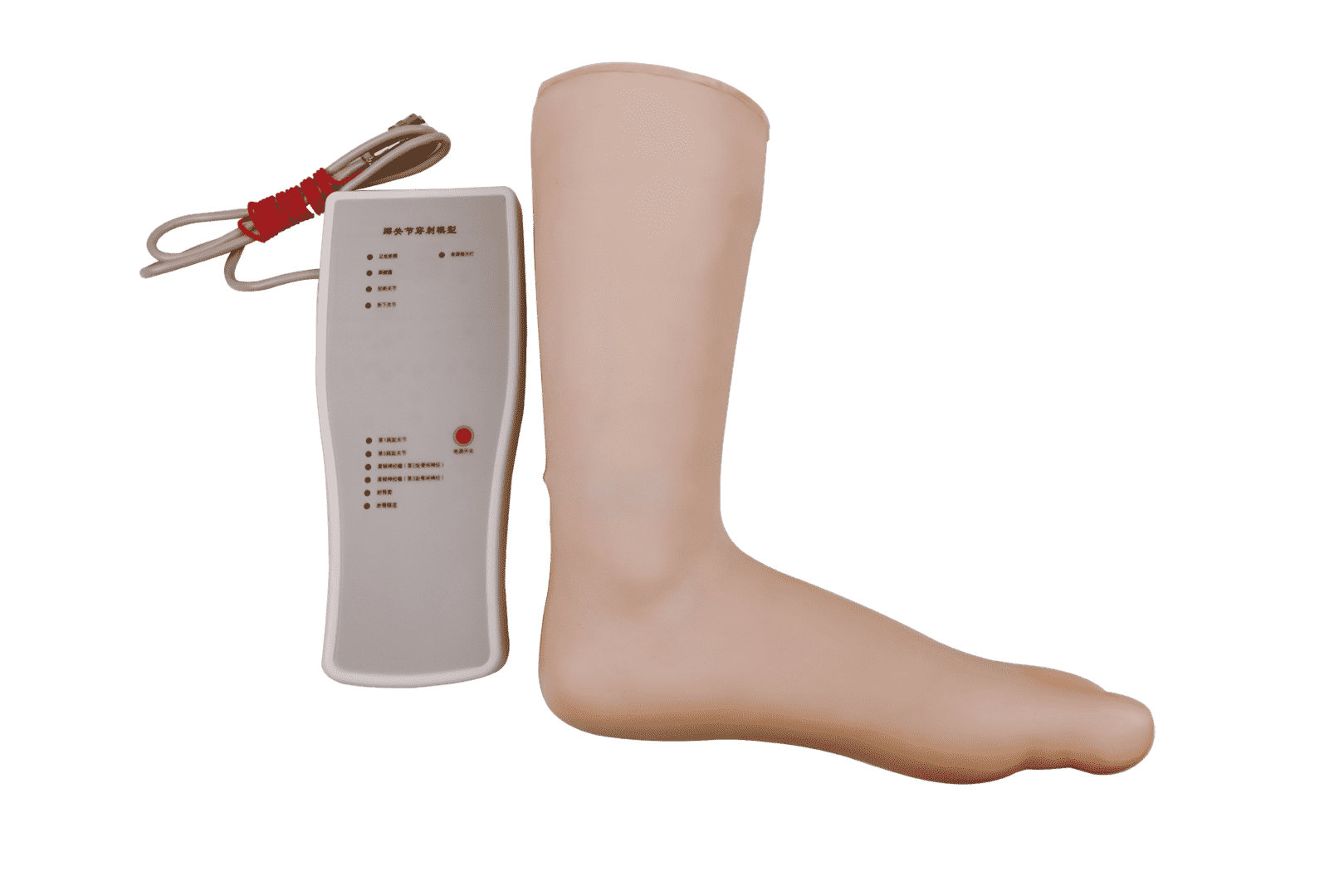 Ankle Injection Model